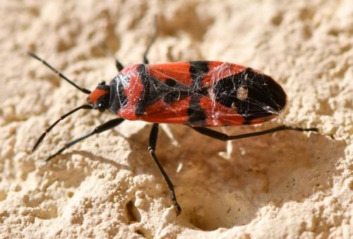 Réf. 241 821 : Lygaeus equestris